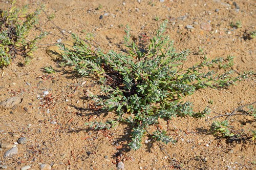 DSC_0979 Polygonum maritimum (Copier)
