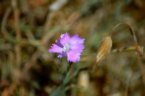 DSC_1013 Dianthus gallicus (Copier)