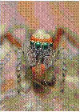 Image1