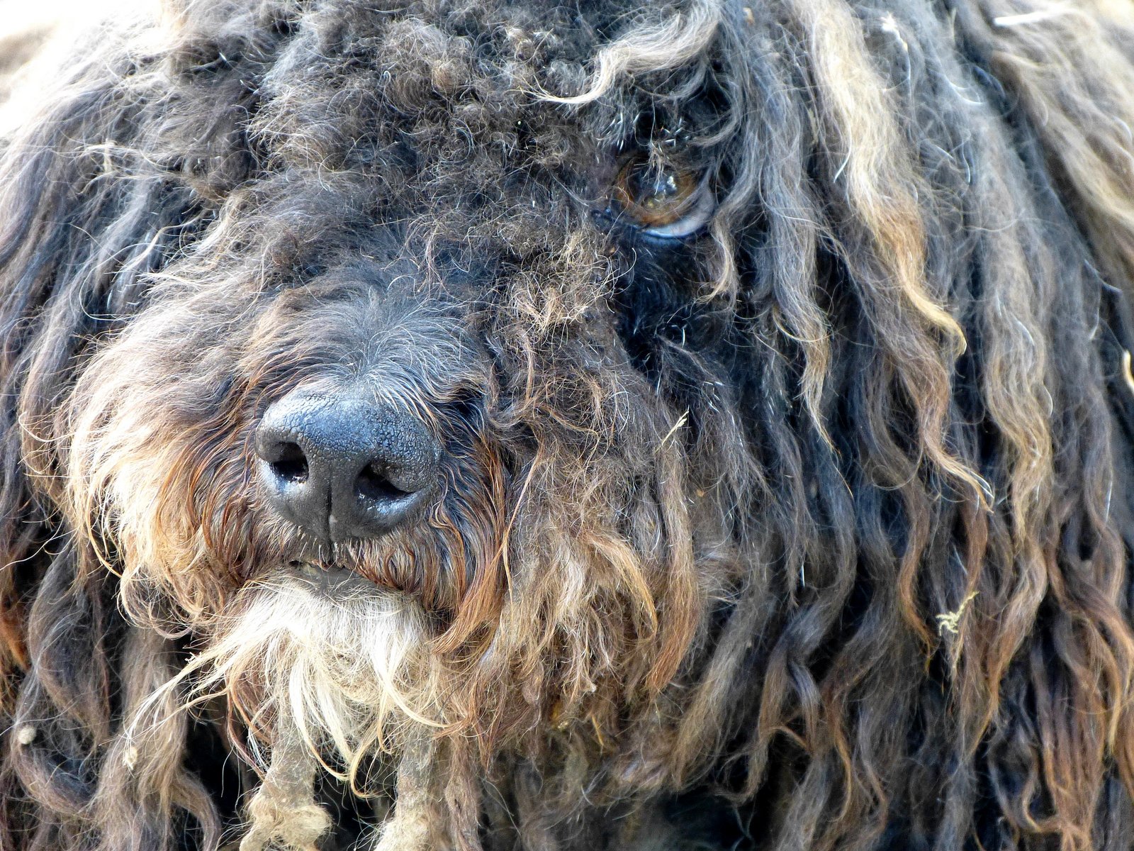 Le chien Bambou